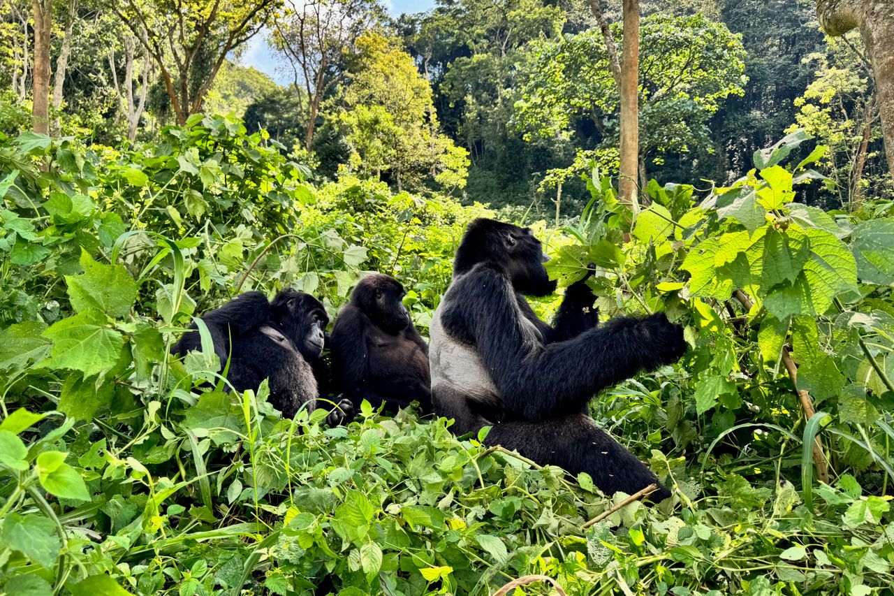 Gorillafamilie auf einer Lichtung im Bwindi-Nationalpark, Uganda